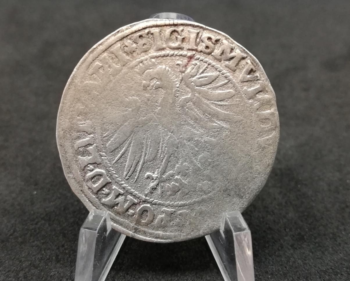 Retas 1535 Žygimanto 'Senojo' Grašis