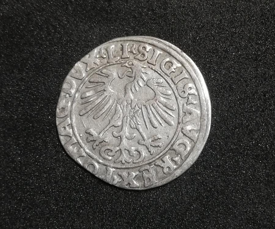 Žygimanto Augusto 1556m pusgrašis