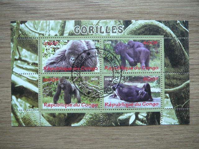 s510 Bezdziones Gorilos Kongas 2009 antsp. #