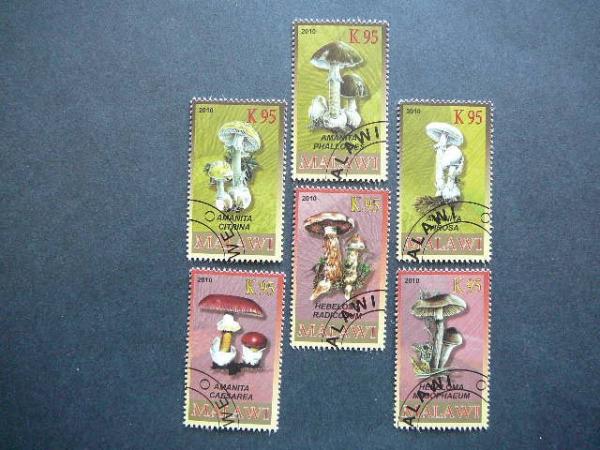 s751 Grybai Malavis 2010 antsp. #