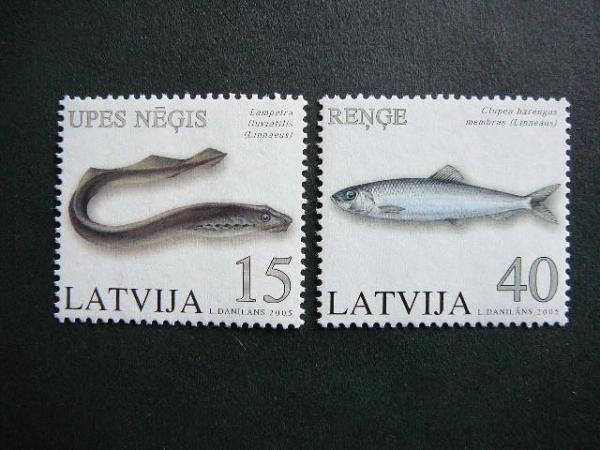 Latvija 2005 Zuvys svarus MNH #