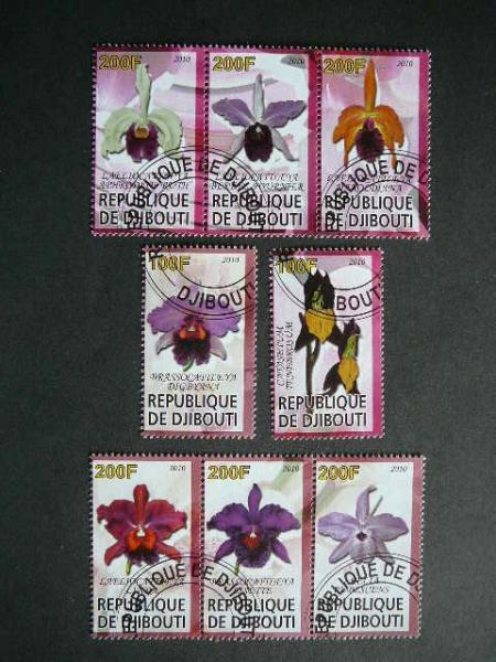 s687 Orchidejos Geles Dzibutis 2010 antsp. #