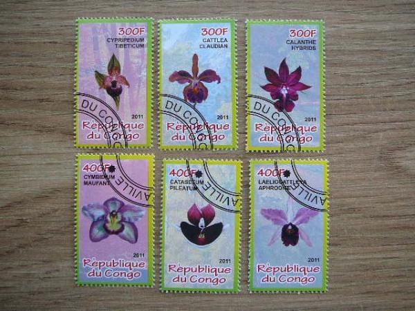s909 Orchidejos Geles Kongas 2011 antsp. #