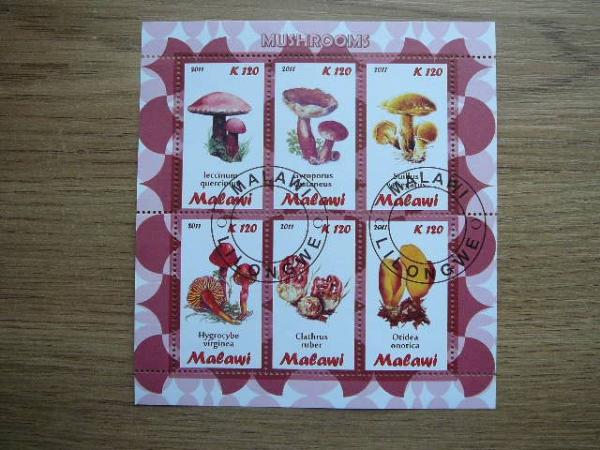 s983 Grybai Malavis 2011 antsp. #