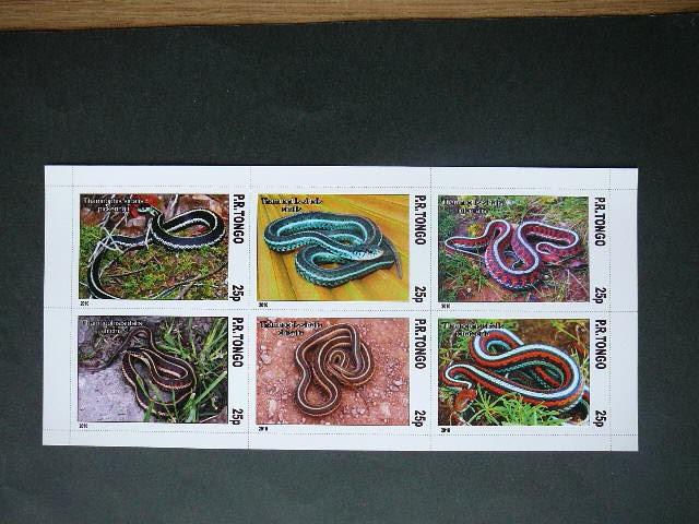 Gyvates Tonga 2010 svarus #bd111