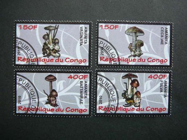 s634 Grybai Kongas 2010 antsp. #