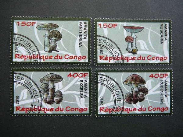 s637 Grybai Kongas 2010 antsp. #