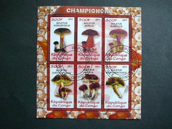 s947 Grybai Kongas 2011 antsp.
