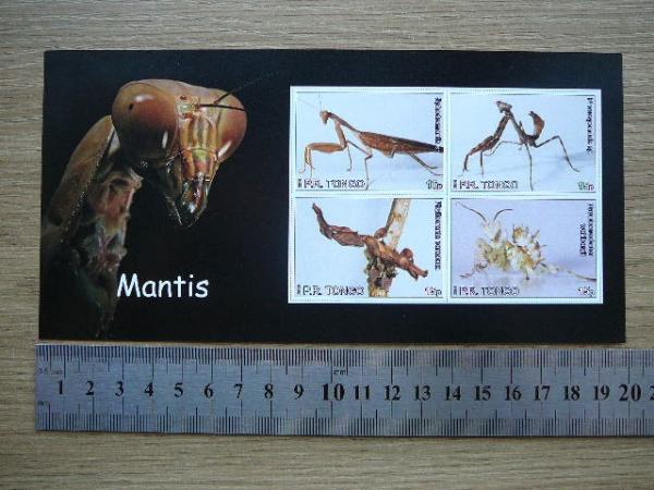 Vabzdziai Maldininkai Tonga 2010 svarus #bd24