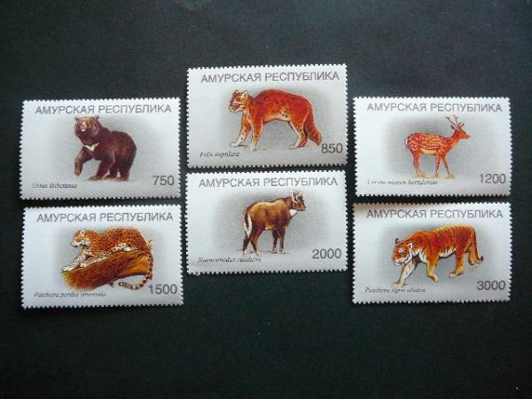 (R) Amuras 2001 Meskos Panteros svarus #