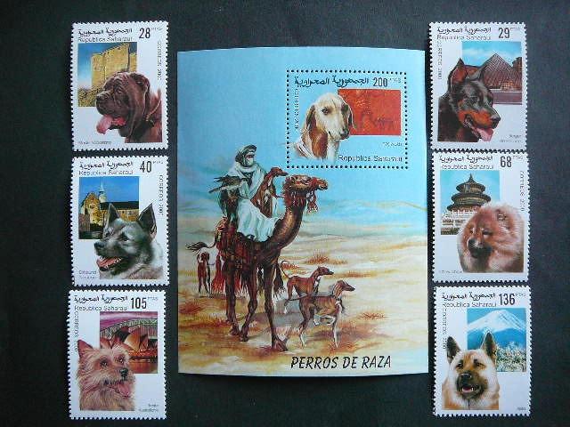 Sahara 2000 Sunys svarus #44